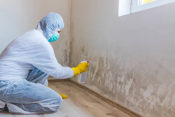 Licensed Commercial Mold Remediation service in Buckingham, PA - Car Mold Remediation